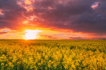 Sun At Sunset Sunrise Over Horizon Of Spring Flowering Canola, Rapeseed, Oilseed Field Meadow Grass. Blossom Of Canola Yellow Flowers Under Dramatic Dawn Sky.