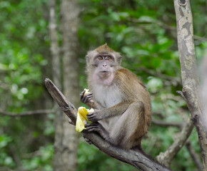 Obraz premium Monkey_4