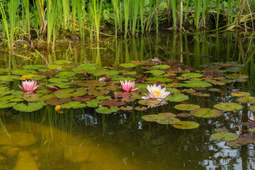 Tranquil pond adorned with three lily pads, surrounded by lush green reeds and calm, reflective water.  Selective Focus. Nature's Concept for Design