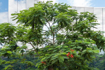 Delonix reginae, or royal delonix, grows in in public city park Krasnodar or 'Galitsky', in "Mirror Labyrinth" recreation area. Its bright red flowers bloom among lush, fern-like green foliage.