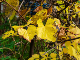 Yellow Autumn Leaves and Blue Wild Grape Berries