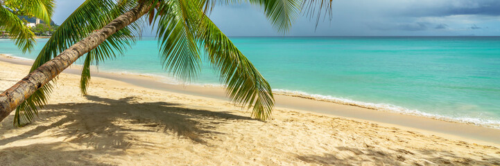 Obraz premium Coconut palm tree on the tropical perfect sand beach of Beau Vallon in Mahé island, Seychelles panoramic header