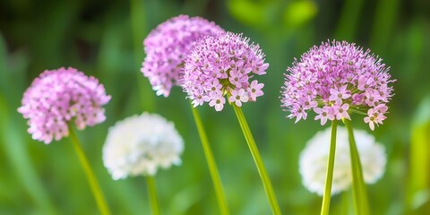 Fototapeta premium Allium Floral Splendor A Captivating Sphere of Delicate Blooms Unveiling Nature s Whimsical Beauty