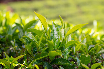 Tea field in Munnar, plantation in India, Kerala, Nilgiri hills , agriculture of Camellia Sansis plant 