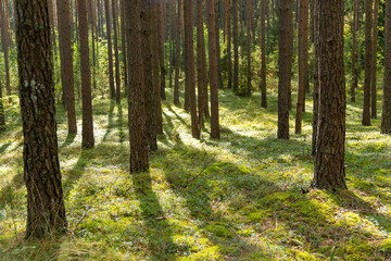 Fototapeta premium Sunny day in a beautiful pine forest