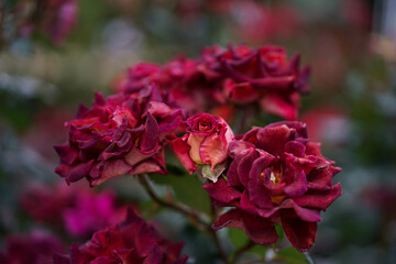 深紅に染まるバラの花