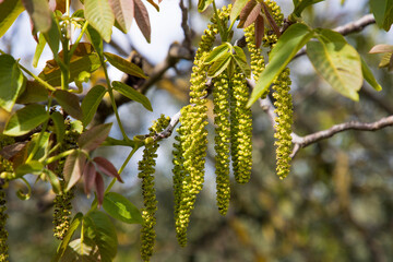 Walnuts young leaves. Walnut tree blooms in spring. Walnut tree leaves and catkins close up. Walnut tree blooms, young leaves of the tree in the spring season, nature outdoors