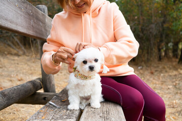 Elderly woman grooming maltese dog on park bench