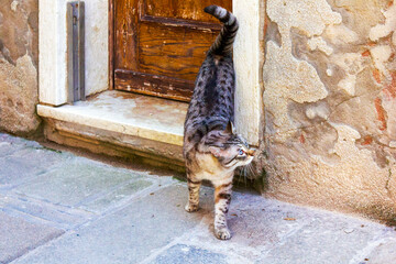 Cat stepping out from an old wooden door with anti-flood barrier detail in Venice, Italy. 