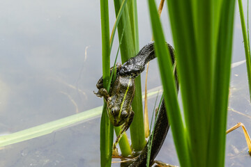 Grass snake (Natrix natrix Persa), also known as ringed grass snake, has grabbed frog by hind leg. Frog is clinging to green reeds at water's edge, blending in with its natural wetland habitat.