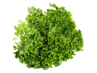 Fresh Frisee - Curly Escarole Salad isolated on white Background