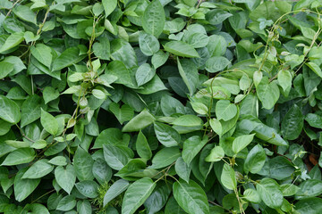 Green Leaf Wall Background