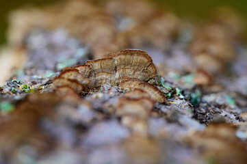 Small turkey tail mushrooms growing on a hickory tree branch