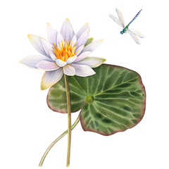 Lotus white with leaves and a dragonfly on an isolated background. Watercolor botanical illustration of hand painted water lily flowers. Chinese and Indian design for postcards and invitations.