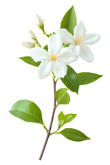 Branch of white flowers with green leaves