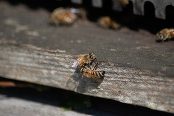 Abeilles à l'entrée d'une ruche en bois