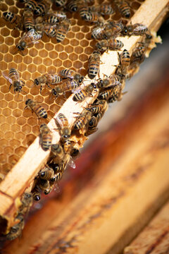 Cadre de ruche avec alv&eacute;oles et abeilles
