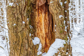 Natural oak bark texture with snow and cracks. A rustic winter background with an organic surface, perfect for designs, layouts, and nature concepts.