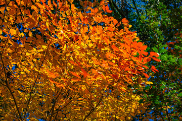 オレンジ色から赤色_紅葉した葉