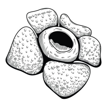 Rafflesia arnoldii flower vintage hand drawn