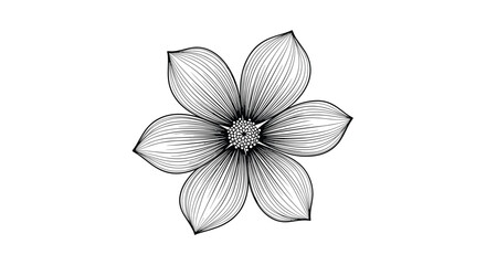 Fototapeta premium Elegant Six Petal Flower Drawing with Detailed Petal Lines.
