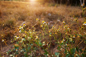 Obraz premium Beautiful dry glass flower field in the meadow in sunset shining in wildflower