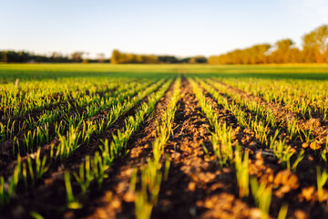 Close-up of young green plants in an agricultural field in the rays of the setting sun. Seedlings emerge from fertile soil at sunset. Gardening and farming concept.