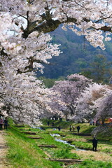 観音寺川の桜並木。猪苗代、福島、日本。4月下旬。