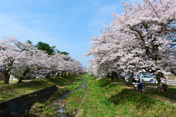 観音寺川の桜並木。猪苗代、福島、日本。4月下旬。