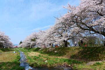 観音寺川の桜並木。猪苗代、福島、日本。4月下旬。