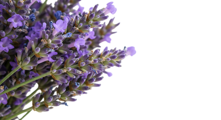 Close-up of a fragrant bunch of purple lavender herb flowers with copy space on a white background
