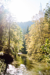 Obraz premium A high mountain stream flows through a sunny forest. A beautiful mountain landscape with a river. The vibrant green forest and river create a serene morning atmosphere. Nature concept.