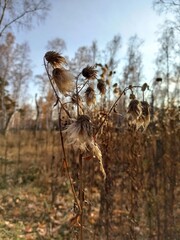 Dry thistle in the autumn forest on a sunny day.