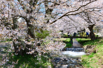 観音寺川の桜並木。猪苗代、福島、日本。4月下旬。