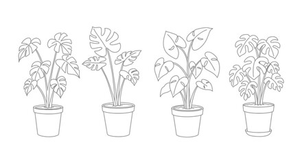 Four potted monstera plants in a simple black and white line drawing