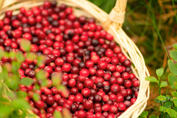 Close up of full basket of cranberries in forest. Autumn harvest, forest gifts, fresh berries, vitamins during illness, jam and drink making, colorful weather, fairy mood, nature inspiration.
