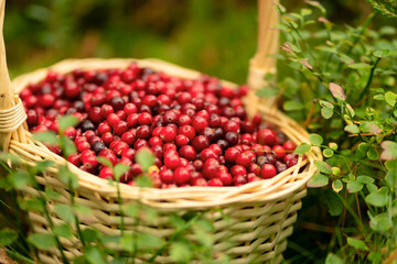 Close up of basket with fresh cranberries in forest. Autumn harvest, forest gifts, healthy berries, vitamins during illness, homemade drinks, forest walk, beautiful autumn weather, fairy forest mood.