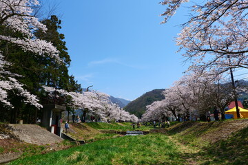 観音寺川の桜並木。猪苗代、福島、日本。4月下旬。
