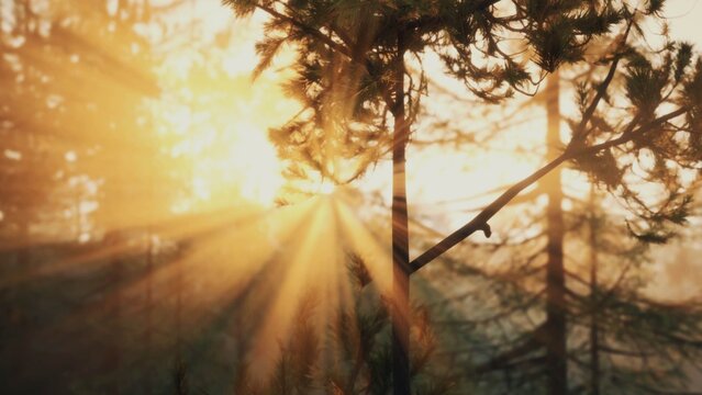 Cinematic Fade Transitions