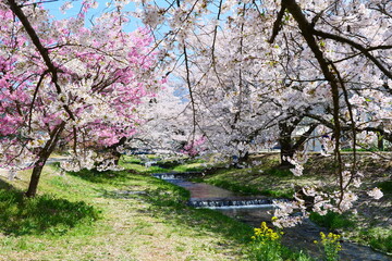 観音寺川の桜並木。猪苗代、福島、日本。4月下旬。