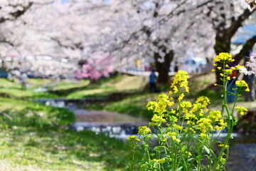 観音寺川の桜並木。猪苗代、福島、日本。4月下旬。