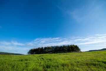 Fototapeta premium The harmony of blue sky, summer sunlight and greenery across the grassland
