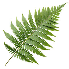 Green Fern Leaf Isolated on Transparent Background