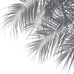 Obraz premium palm tree silhouette