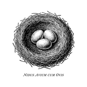Bird Nest with Eggs Engraving Vector Illustration