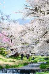 観音寺川の桜並木。猪苗代、福島、日本。4月下旬。