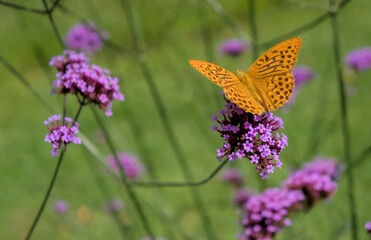 Orange and black butterfly (orange silver-washed fritillary butterfly) on purple verbena