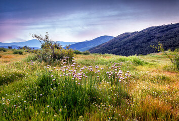 Primavera en el collado Salinero