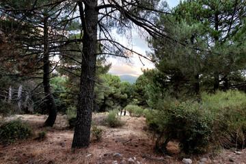 Pinares en el Puerto de Casillas