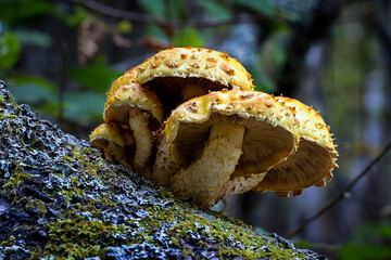 Setas (Pholiota squarosa) sobre el tronco de un árbolk caido